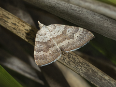 Chrysolarentia correlata