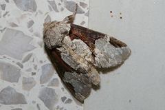 Wilemanus bidentatus