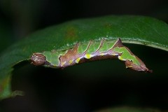 Wilemanus bidentatus