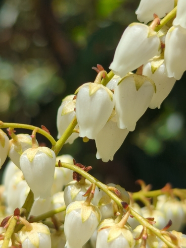 Pieris formosa (Wall.) D.Don