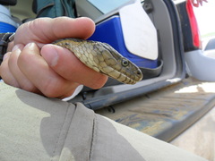 Thamnophis gigas