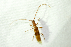 Heterachthes quadrimaculatus