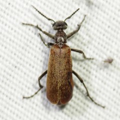 Epicauta ochrea