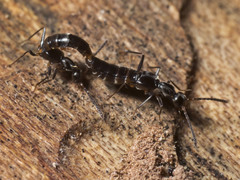 Myrmecocephalus