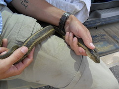 Thamnophis gigas