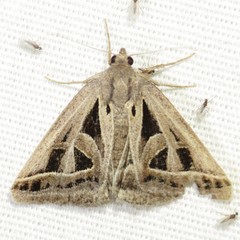 Callistege diagonalis