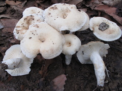 Lactifluus foetens