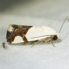 Ponometia cuta