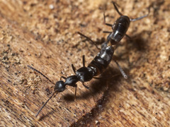 Myrmecocephalus