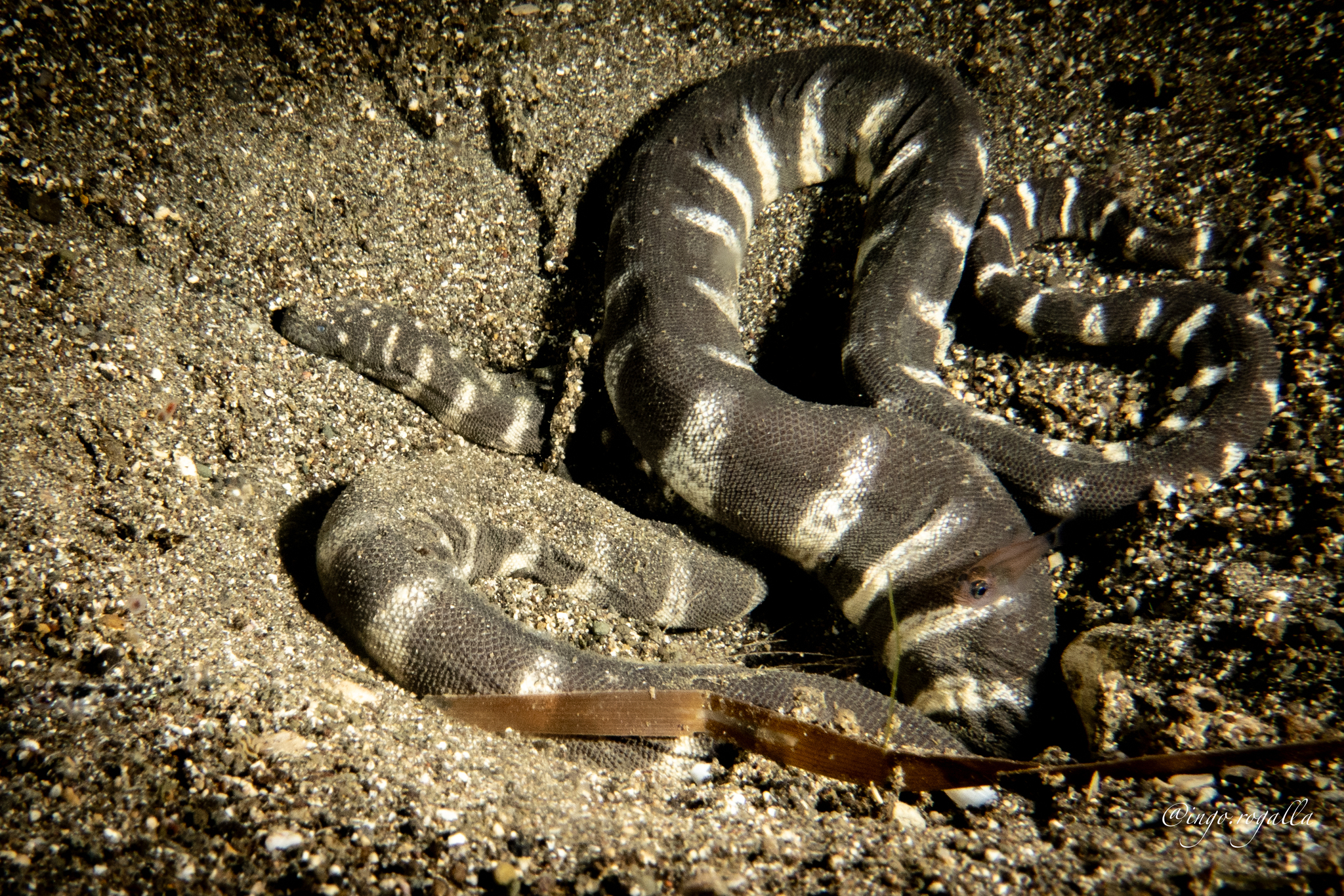 Acrochordus granulatus (Schneider, 1799)