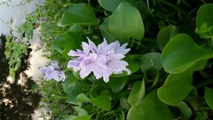 Pontederia crassipes