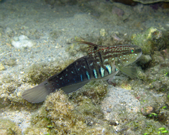 Halfbarred Goby photo 2