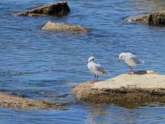 Chroicocephalus maculipennis