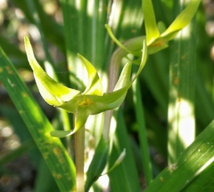 Freesia viridis viridis