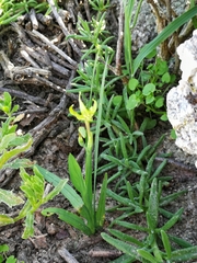 Freesia viridis viridis