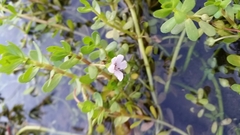 Bacopa monnieri