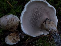 Phellodon violascens