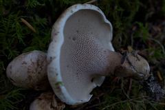 Phellodon violascens