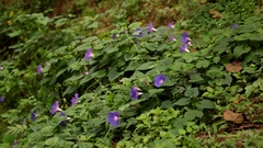 Ipomoea orizabensis