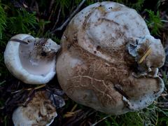 Phellodon violascens