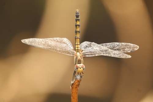 Indigo Dropwing