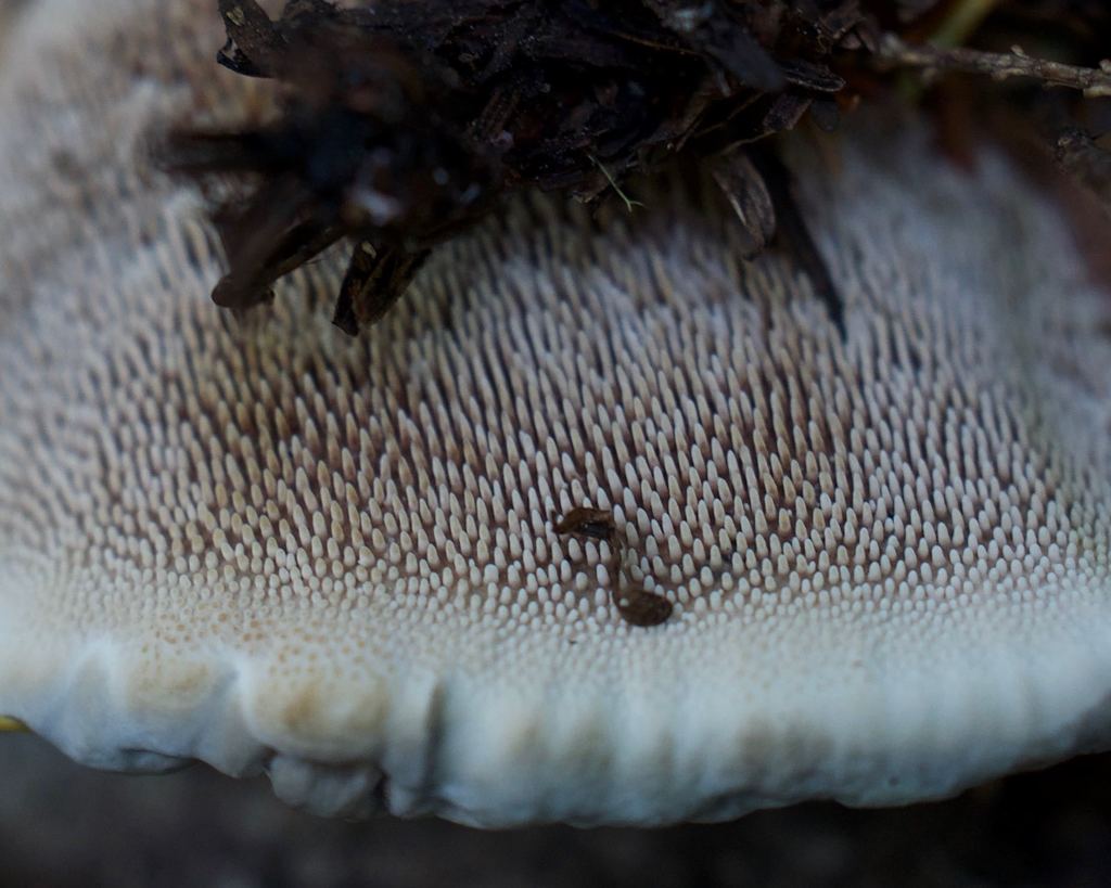 Boletopsidaceae