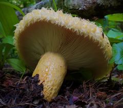 Lactarius repraesentaneus