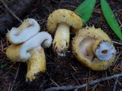 Lactarius repraesentaneus