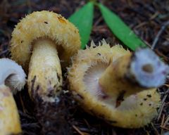 Lactarius repraesentaneus