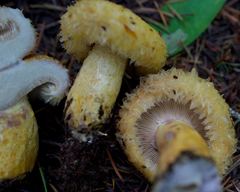 Lactarius repraesentaneus