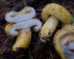 Lactarius repraesentaneus