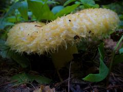 Lactarius repraesentaneus