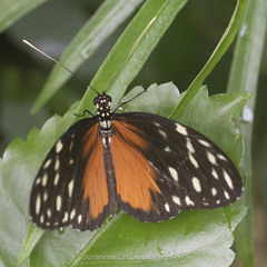 Heliconius hecale zuleika