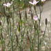 Stephanomeria tenuifolia tenuifolia - Photo (c) Robert Flogaus-Faust, alguns direitos reservados (CC BY)