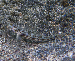 Ornate Shrimpgoby photo 3