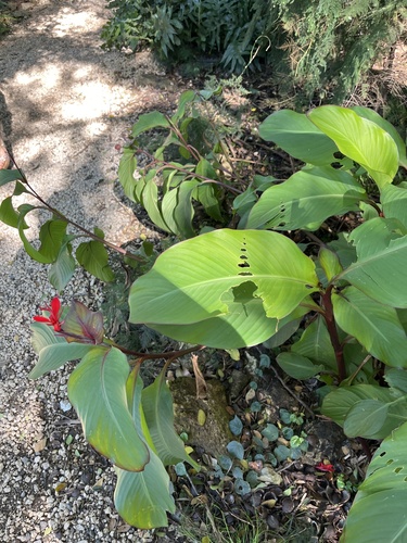 Canna indica observed 2024-01-15