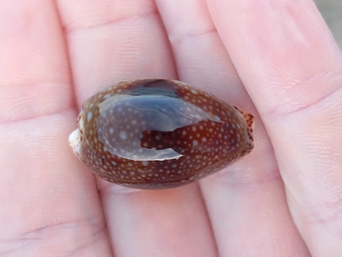 Cypraea nebrites observed 2025-04-17