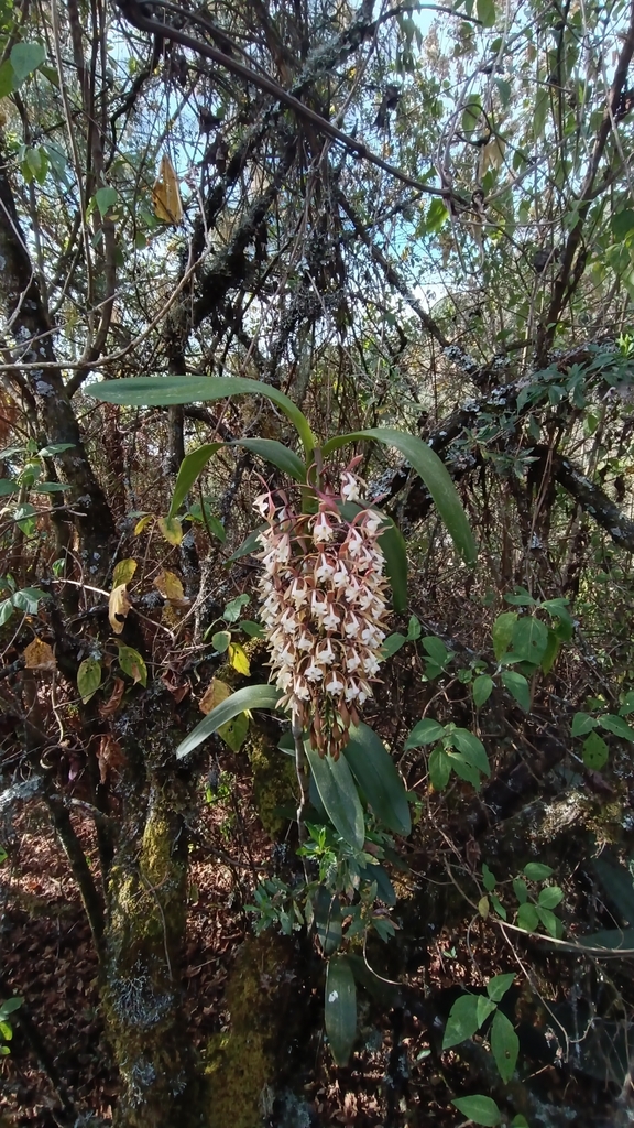 Epidendrum greenwoodii Hágsater 3