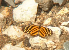 Eueides isabella eva