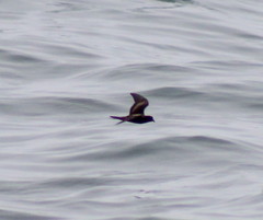 Hydrobates homochroa