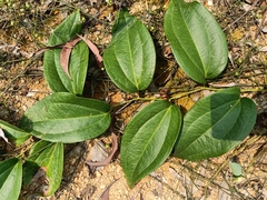 Smilax zeylanica