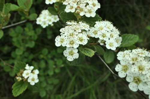 Spiraea nervosa observed 2025-04-17