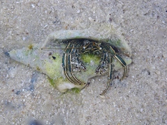 Clibanarius taeniatus