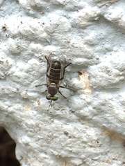 Atomosia