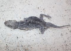 Tarentola mauritanica