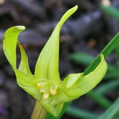 Freesia viridis viridis