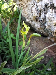 Freesia viridis viridis