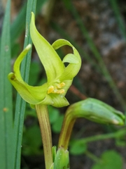 Freesia viridis viridis