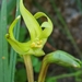 Freesia viridis viridis - Photo (c) Jean Stephenson, some rights reserved (CC BY-NC), uploaded by Jean Stephenson