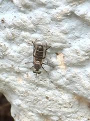 Atomosia